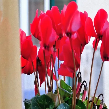 Donna Eleonora Matera