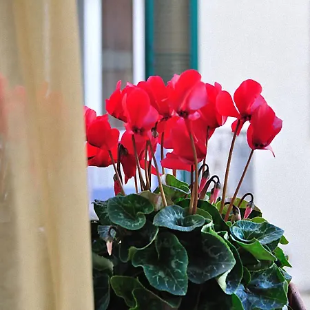 Donna Eleonora 게스트하우스 4*