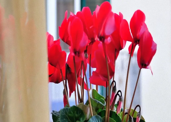 Donna Eleonora Matera